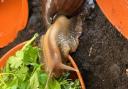 Ten Giant African land snails need new homes