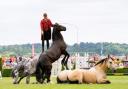 Benjamin Atkinson and his Action Horse Team will perform at the 2024 Royal Norfolk Show
