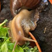 Ten Giant African land snails need new homes