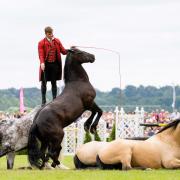 Benjamin Atkinson and his Action Horse Team will perform at the 2024 Royal Norfolk Show