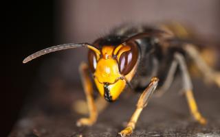 A warning has been issued after Asian hornets were spotted in the UK