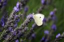 A cabbage white butterfly on the lavender at Heacham. 
PHOTO: Matthew Usher for EDP NEWS
 COPYRIGHT; EDP pics � 2008
TEL; (01603) 772434