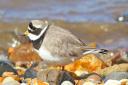 Ringed plover: this small bird builds well-concealed nest in the shingle - so camouflaged that we may disturb them if we're not careful. Picture: RSPB/ Les Bunyan