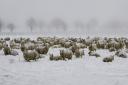 Sheep during the snowy weather at Ketteringham. Picture: iwitness24 / Steven Austin