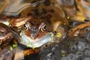 Doing what comes naturally: frogs creating a new generation.