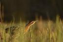 The 'boom' of the bittern is one of the most evocative sounds you will hear in East Anglia.