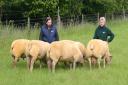Wymondham farmers Jonathan and Carroll Barber are selling the UK's oldest flock of Charollais sheep