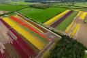 Aerial shots show the bursts of colour growing at the Norfolk Tulips farm