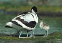 Avocets are among 30 species of birds migrating to Norfolk