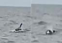 A dolphin that was mistaken for an orca has caused a stir on social media this week
