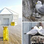 Unless you’re a keen twitcher, you might not have heard of the sea-gul’s adorable cousin, the Black-legged kittiwake