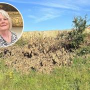 Councillor Penny Carpenter was 'livid' after learning that up to eight oak trees near the Caister bypass roundabout had been chopped down.