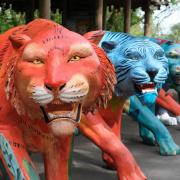 A brand-new colourful tiger sculpture trail featuring eight life-sized tiger statues is launching in Norfolk