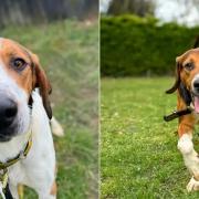 Hickory (left) and Henry (right) are looking for their forever home