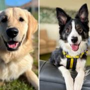 Can you give one of these dogs a home?
