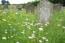Item 07: many Norfolk churchyards are rich nature reserves too.