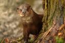 Otter: One of East Anglia's 'Big 5' species, according to Simon Barnes.