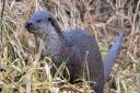 There's never been a better chance to see an otter on Norfolk's rivers.