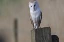 Barn owl: look out for them on their hunt for voles and other prey.