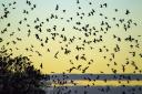 Jackdaws and rooks coming in to roost at Buckenham. Picture: Alan Hatton/citzenside.com