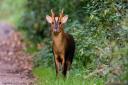 Muntjac deer were introduced to our countryside and have thrived.