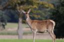 A deer safari and a deer photography workshop will be taking place at Holkham Hall next week. Picture: Valerie Bond