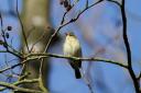 The chiffchaff is a migrant which is starting to spend its winters here.