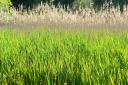 Grassland Southrepps Common (Picture: Archant)