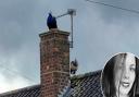 Rose Weaver was given a shock when she spotted a pair of peacocks on her neighbours' roof in Tuckswood