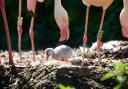 A nature reserve in North Norfolk has welcomed its first flamingo egg of the season