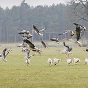 Great Bircham Foods are expanding into wholesale/online retail. Pictured: pink footed geese and sheep on the Sandringham Estate.PHOTO: IAN BURTCOPY:Chris BishopFOR:EDP NewsEDP pics © 2010(01603)772434
