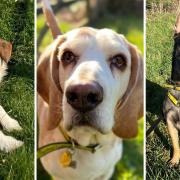 Can you help rehome these misunderstood pooches at Dogs Trust Norfolk?