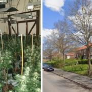 A cannabis farm was found in a terraced house on Mile Cross Road