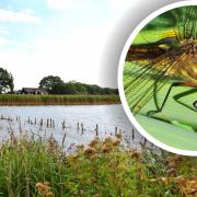 Conservation work has helped boost the numbers of rare Norfolk Hawker Dragonfly found in the Broads