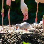 A nature reserve in North Norfolk has welcomed its first flamingo egg of the season