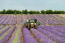 Norfolk Lavender has shared the best time to see the flowers in the county this summer