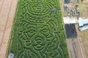 The 2022 corgi-shaped maize maze at Hirsty's Family Fun Park in Hemsby.