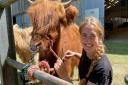 Izzi Rainey gives her highland cow Isla a comb ahead of the Royal Norfolk Show 2022.