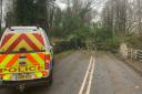 A large fallen tree is blocked an entire road in Low Road in Keswick