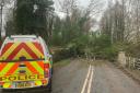 A fallen tree has blocked Low Road in Keswick near Norwich.