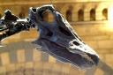 Dippy the Dinosaur is coming to Norwich Cathedral this July.