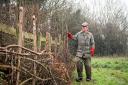 Prince Charles hedge laying on the Sandringham Estate in Norfolk