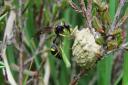 A heath potter wasp (Eumenes coarctatus), delivers a caterpillar to her nesting pot. Credit: John Walters.