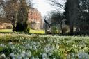 Spectacular snowdrops in the gardens of Raveningham Hall. Photo: Archant Library