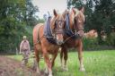 Suffolk Punch horses working the fields at Gressenhall. Picture: Norfolk Museums Service