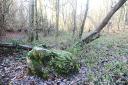 The old stone that stands in a grove beside a path in woodland near Hase's Lane, Lyng. Picture: Ian Burt