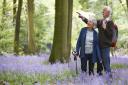 Senior couple walking through bluebell wood. Picture: Getty Images/iStockphoto