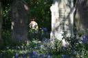 Bluebells flourishing in the beautiful quiet surroundings of the Rosary Cemetery. Picture: DENISE BRADLEY