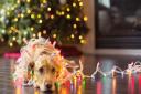 There are plenty of dangers around for dogs at Christmas