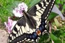 A rare Swallowtail butterfly was spotted in a Norfolk garden. Photo: Jeanette Pembleton